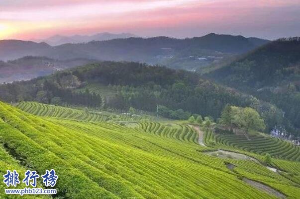 巴山雀舌上榜(色绿、香高、回甘、形美)-四川十大名茶