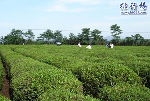 大佛龙井上榜(香气嫩香持久)-浙江十大名茶