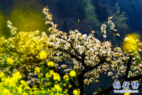 甘肃十大赏花景点-甘肃十大赏花胜地-甘肃哪里有花海