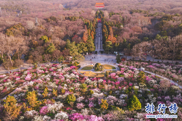 中国看梅花最好的地方-中国十大梅花观赏地-中国梅花哪里最有名