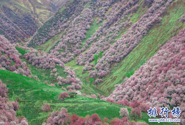 新疆适合春天去的旅游胜地-新疆十大春季旅游景区-新疆春游可以去哪玩