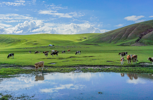 内蒙古适合情侣旅游的地方-内蒙古适合情侣游玩的景点排行榜-内蒙古最浪漫的地方在哪里