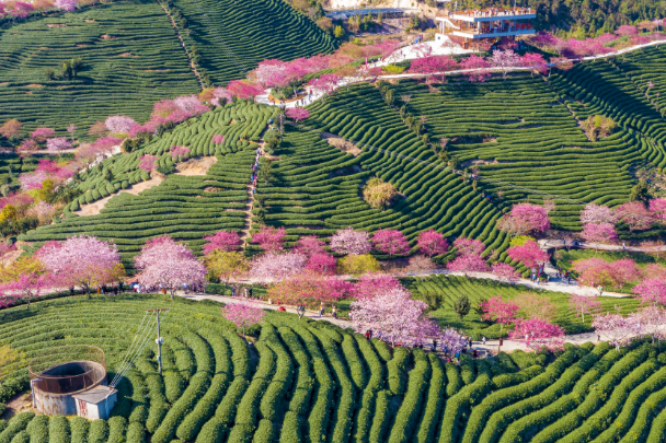 福建赏花最佳地点-福建看花的旅游景点-福建看花的地方有哪些